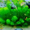 Ambulia planta de tallo acuario con gambas