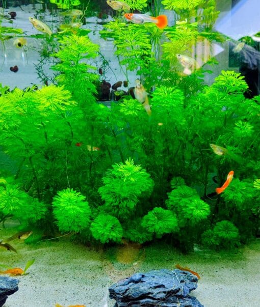 Ambulia planta de tallo acuario con gambas