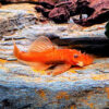 Ancistrus Super Red SP