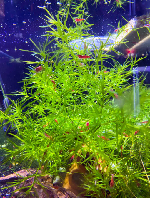 Guppy Grass