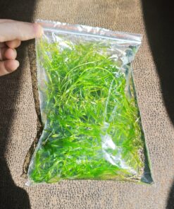 Guppy Grass Bolsa