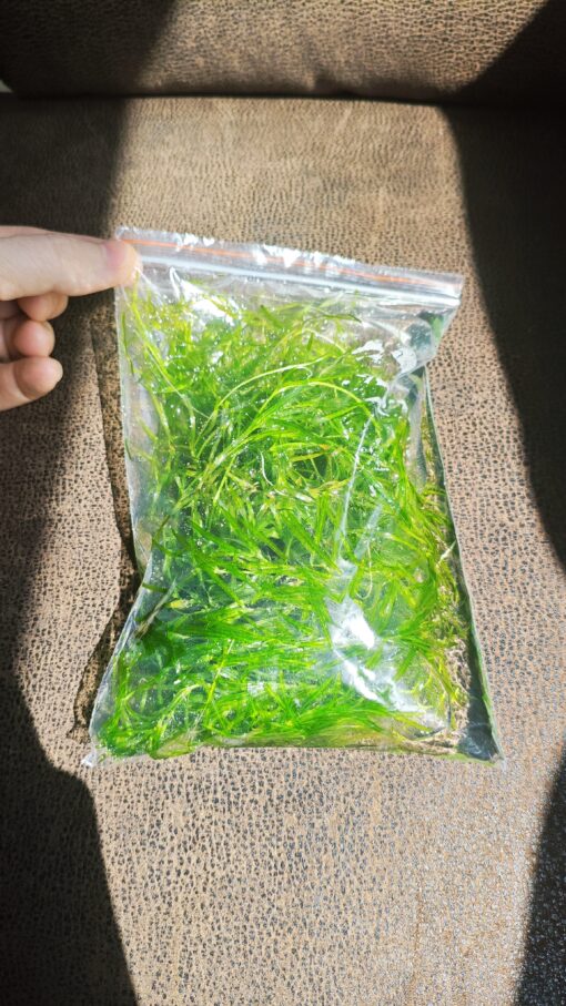 Guppy Grass Bolsa