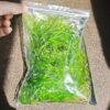 Guppy Grass Bolsa