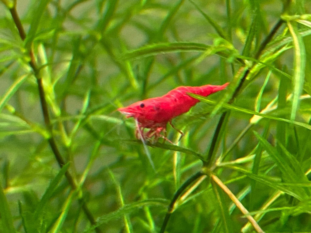 Guppy Grass Gamba