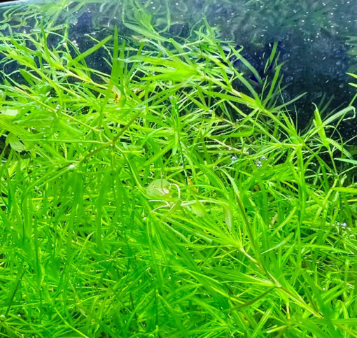 Najas Guadalupensis