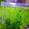 Najas-Guadalupensis-Guppy-Grass