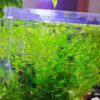 Najas-Guadalupensis-Guppy-Grass