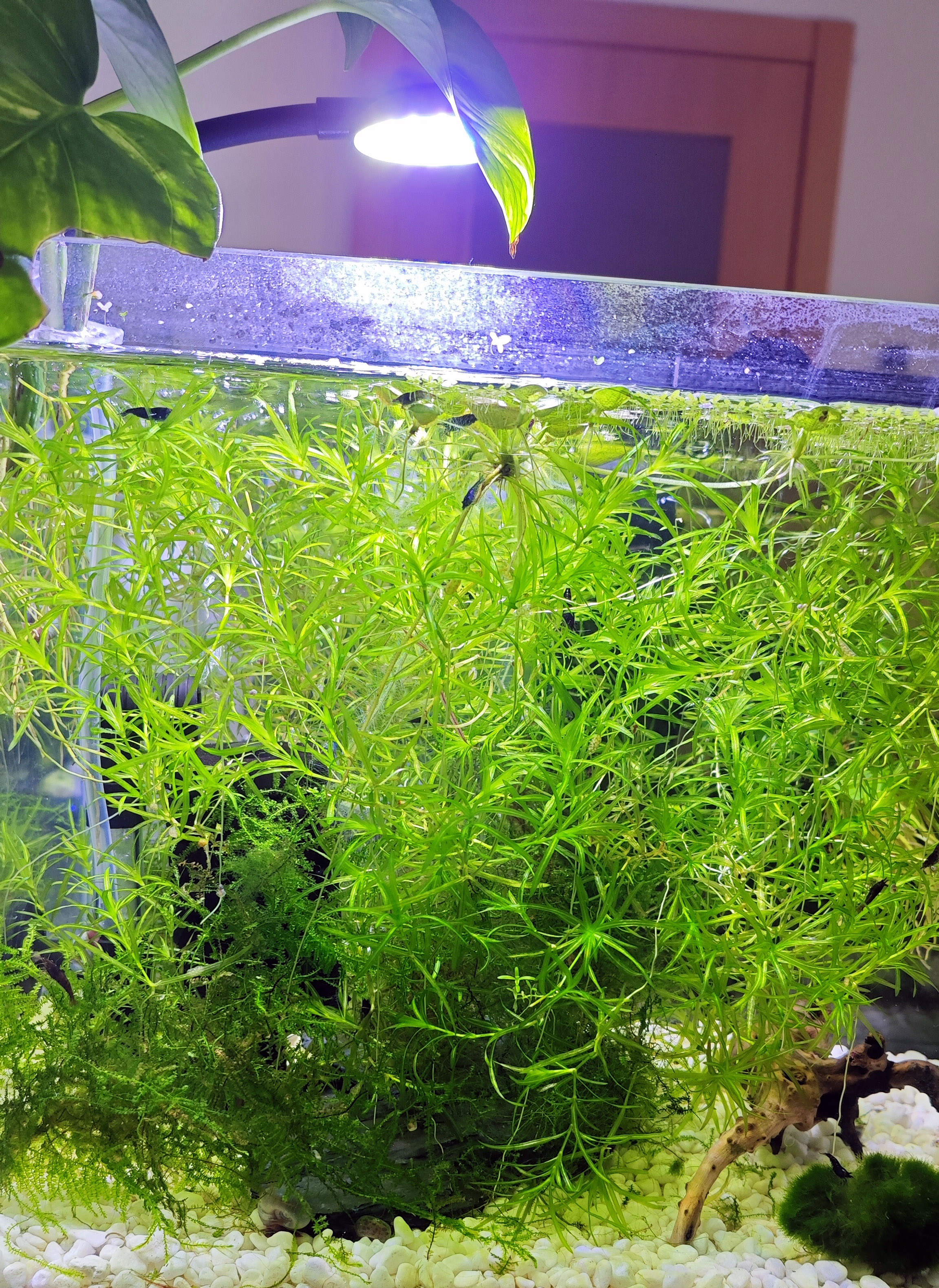 Najas Guadalupensis Guppy Grass