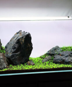 Yamaya Stone Acuario