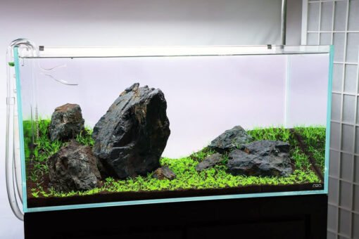 Yamaya Stone Acuario