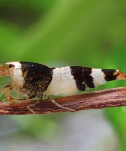 Caridinas Crystal Black