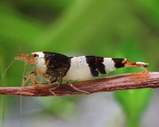 Caridinas Crystal Black