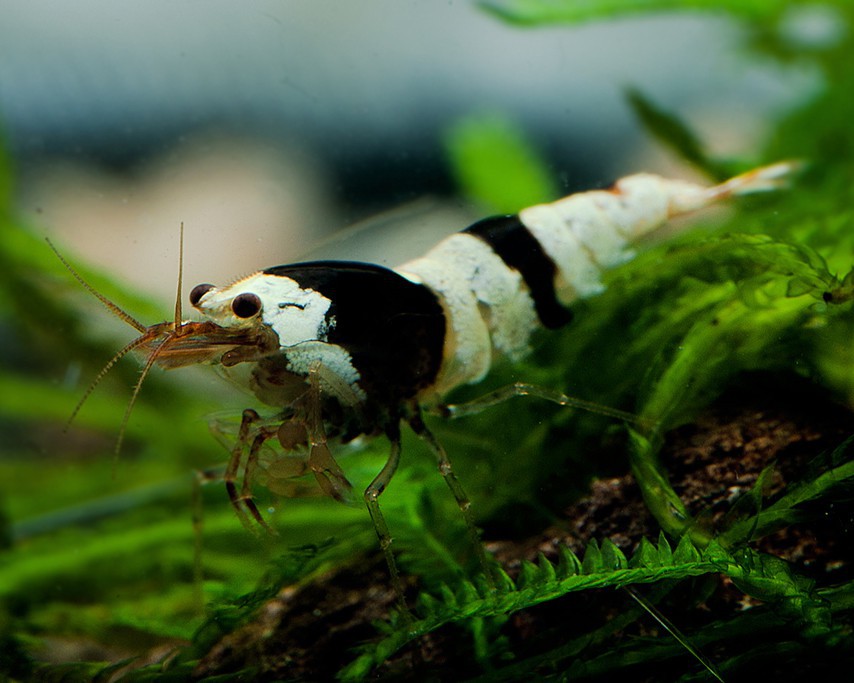 Caridinas Crystal Black Musgo