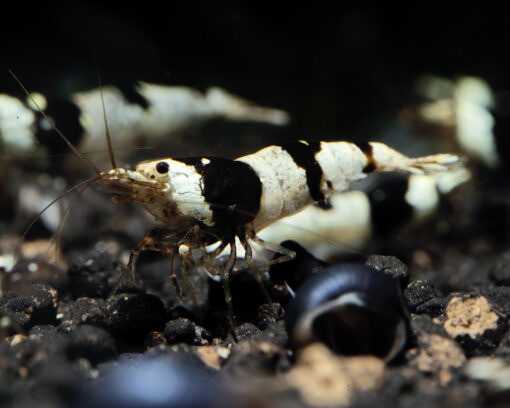 Caridinas Crystal Black Piedra