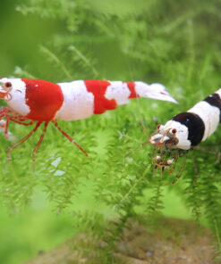 Caridinas Crystal Black y Red