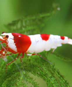 Gambas caridinas crystal red