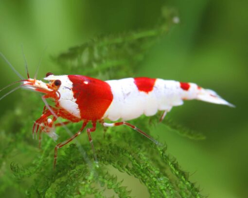 Gambas caridinas crystal red