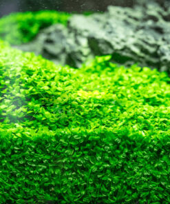 Monte Carlo GambasAcuario