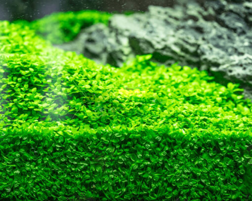 Monte Carlo GambasAcuario