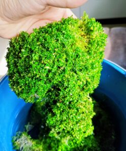 Alfombra verde de Monte Carlo en acuario plantado aquascape