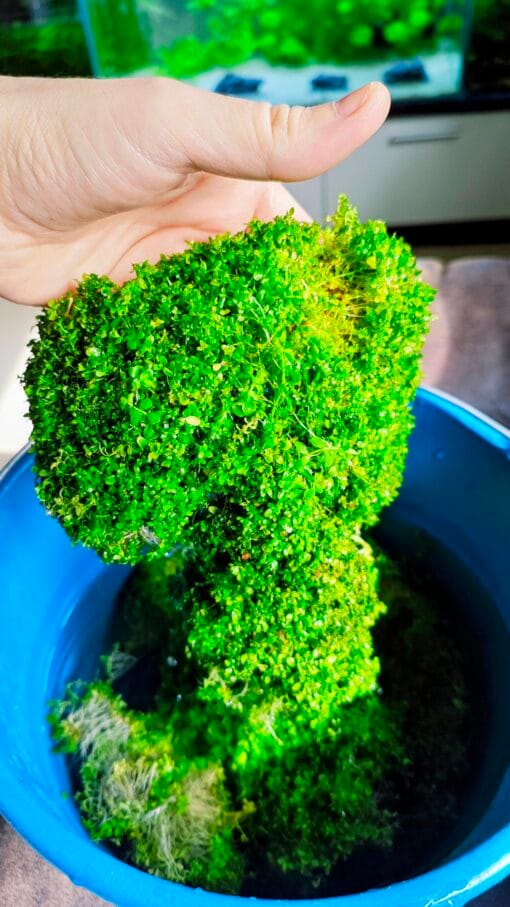 Alfombra verde de Monte Carlo en acuario plantado aquascape