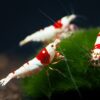 caridina crystal red pack 10