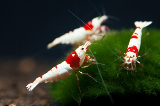 caridina crystal red pack 10