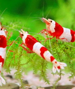 caridinas-crystal-red