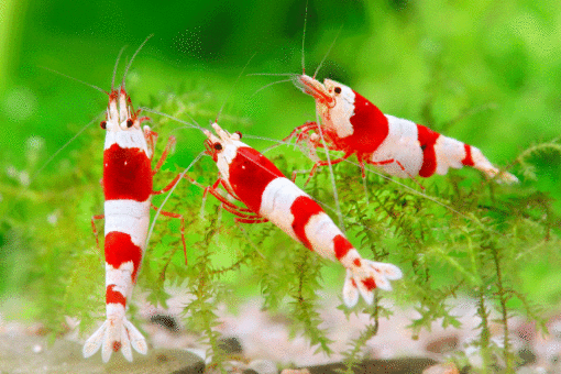 caridinas-crystal-red