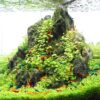 Gambas neocaridinas Red Cherry Blue Velvet Yellow Golden Black Sakura acuario plantado