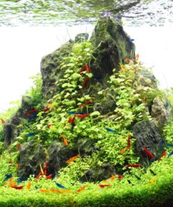 Gambas neocaridinas Red Cherry Blue Velvet Yellow Golden Black Sakura acuario plantado