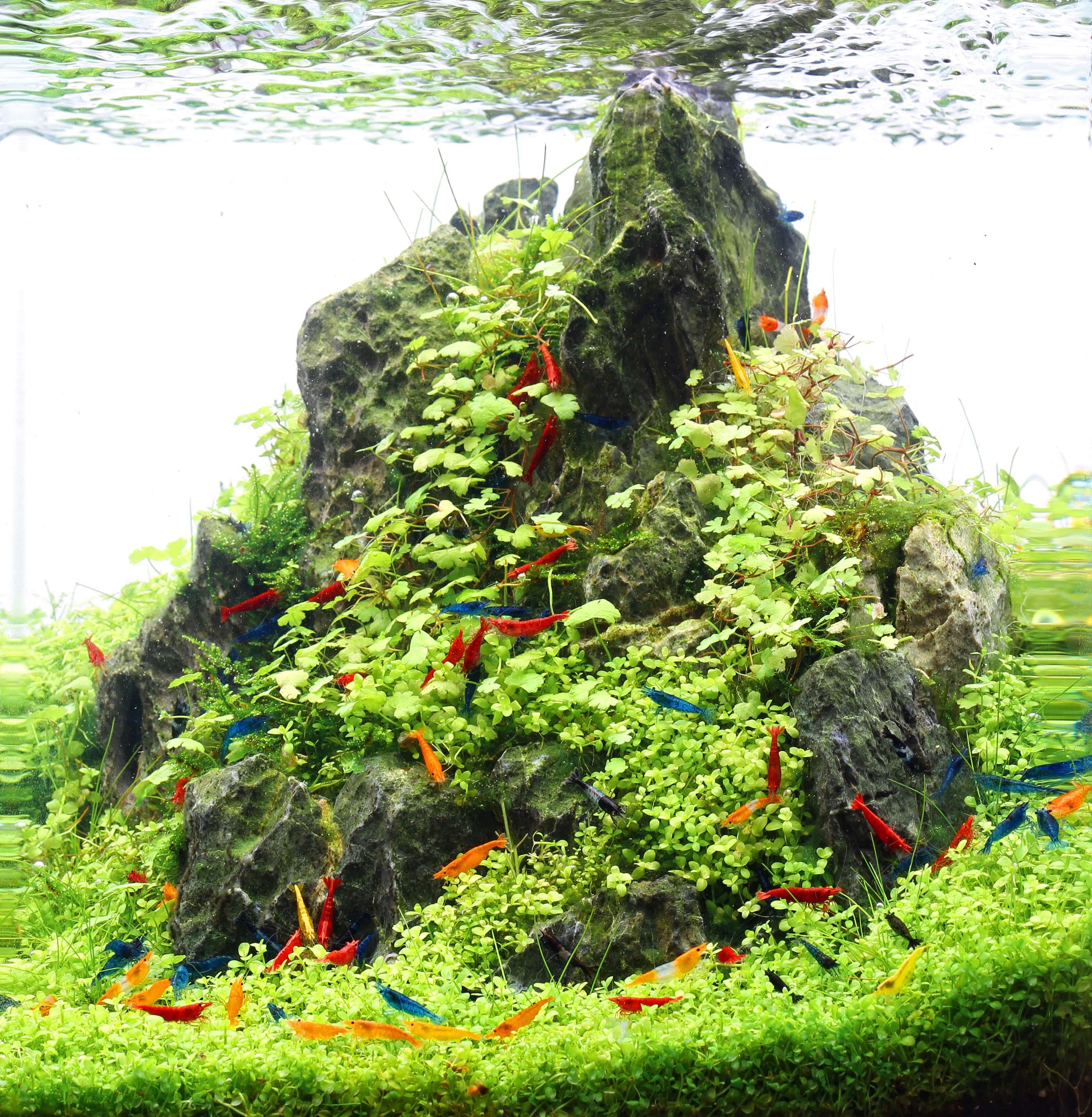 Gambas neocaridinas Red Cherry Blue Velvet Yellow Golden Black Sakura acuario plantado