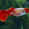 Guppy Koi macho