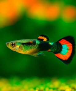 Guppys Endler