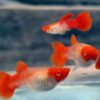 Pareja de Guppy Koi Red Ear en acuario plantado
