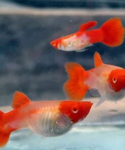 Pareja guppy Koi macho y hembra acuario plantado