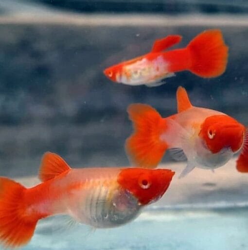 Pareja de Guppy Koi Red Ear en acuario plantado