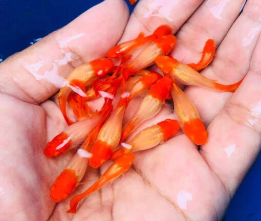 Trio de Guppy Koi de alta calidad para acuariofilia