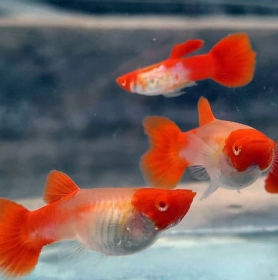 Pareja guppy Koi macho y hembra acuario plantado