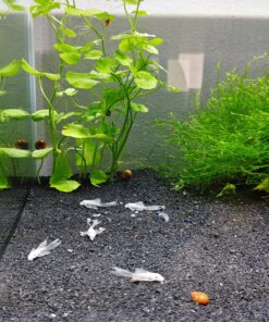 Ancistrus White Velo XXL