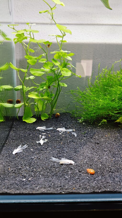 Ancistrus White Velo XXL