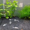 Ancistrus White Velo XXL