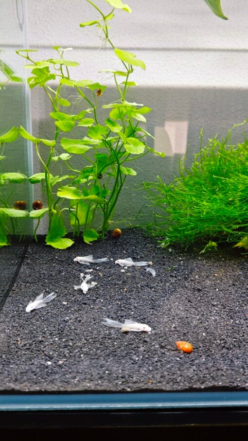 Ancistrus White Velo XXL