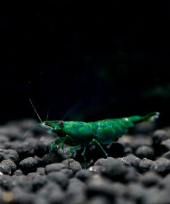 Gambas neocaridinas Green Jade verde intenso acuario plantado