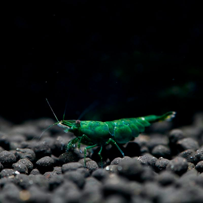 Gambas neocaridinas Green Jade verde intenso acuario plantado