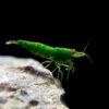 Neocaridina davidi Green Jade color verde militar sobre roca