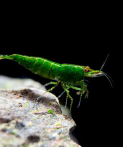 Neocaridina davidi Green Jade color verde militar sobre roca