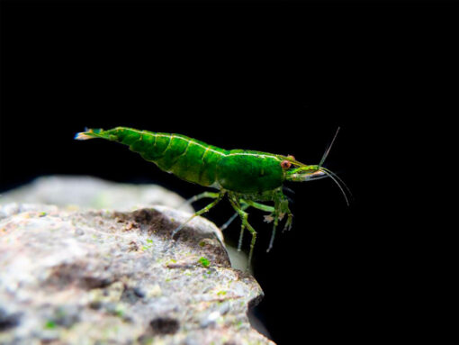 Neocaridina davidi Green Jade color verde militar sobre roca