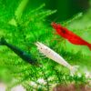 Gambas Green Jade acuario con sustrato oscuro y plantas