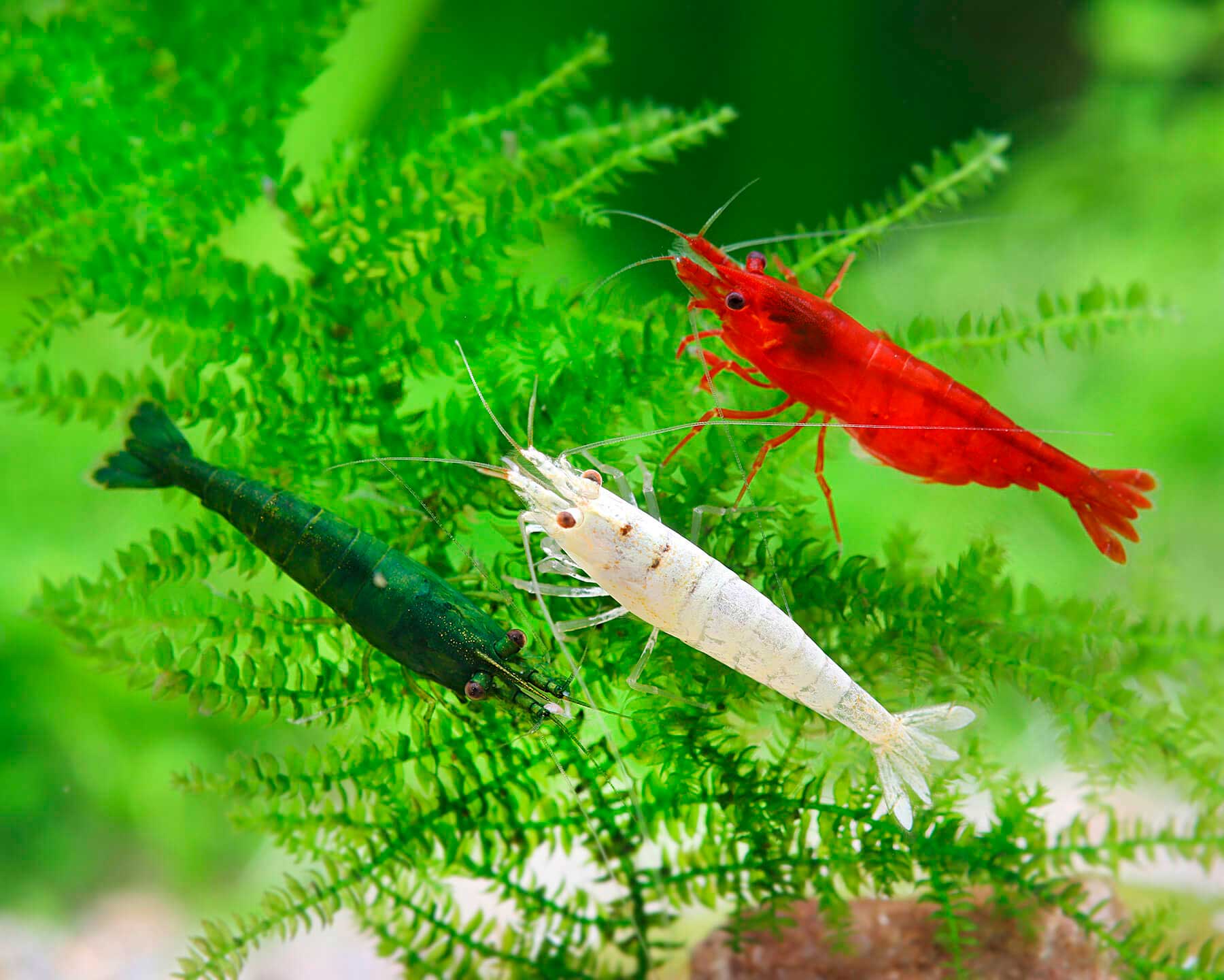 Gambas Green Jade acuario con sustrato oscuro y plantas
